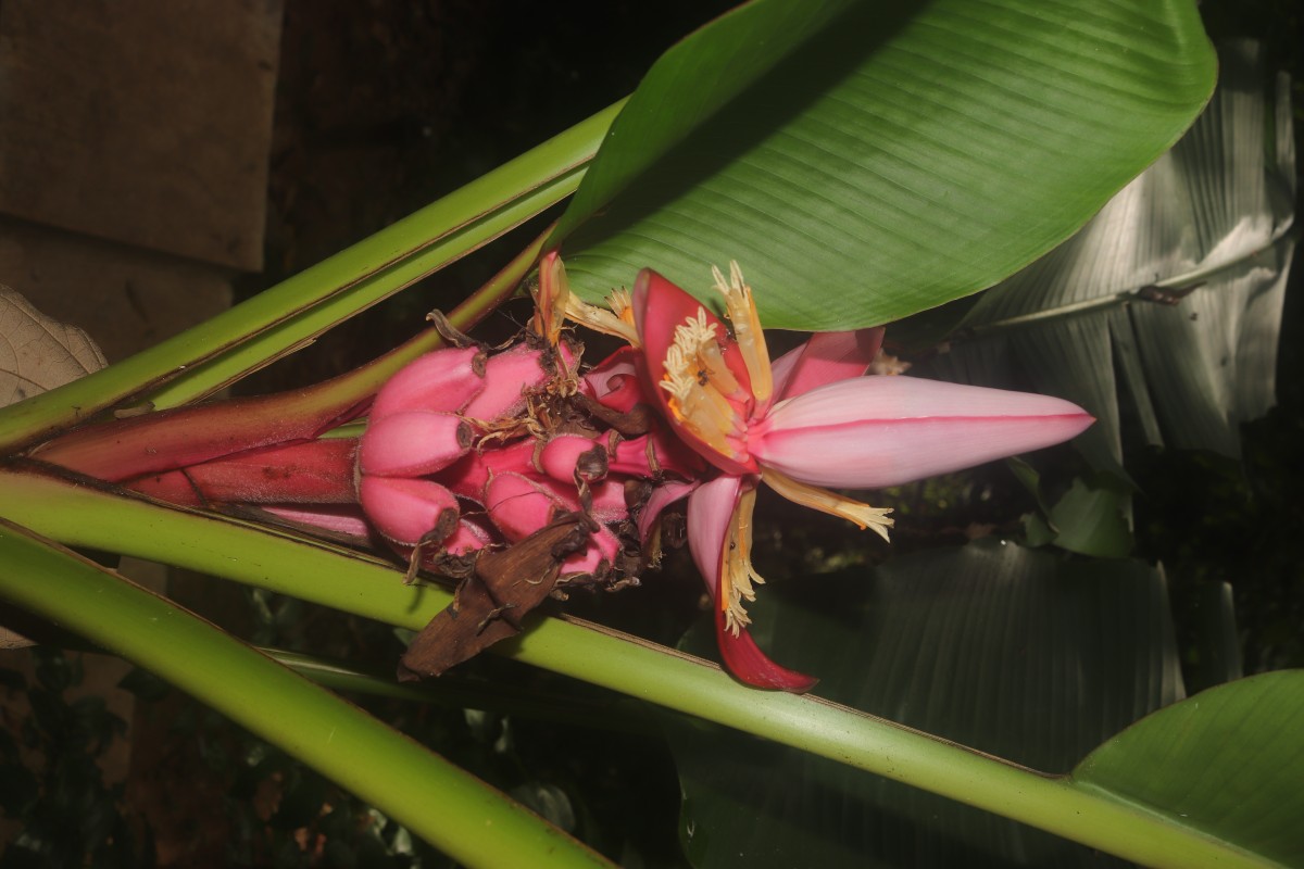 Musa velutina H.Wendl. & Drude